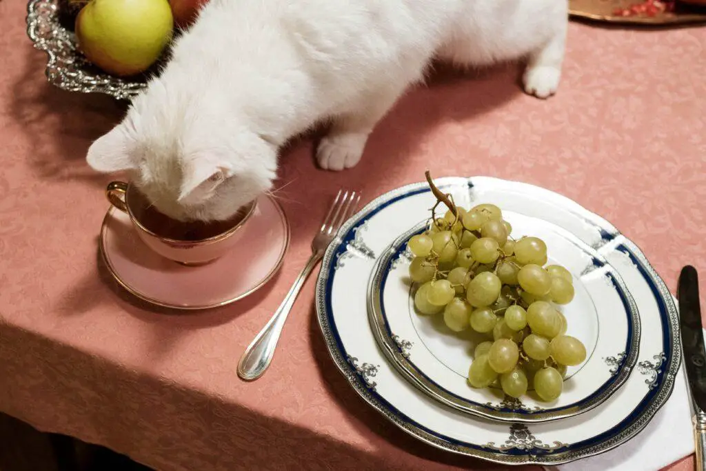 adjust your cat meal to make cat sleep peacefully