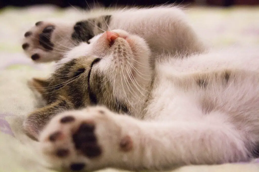 how to make your cat sleep at night
instantly