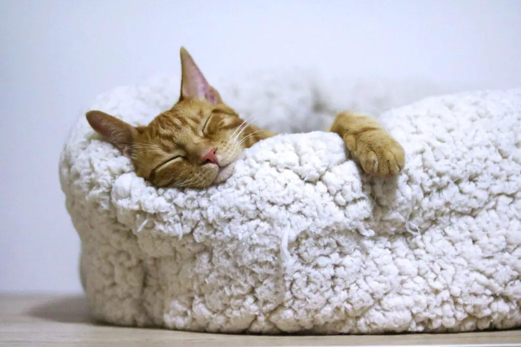 create a peaceful atomosphere for cat to sleep instantly