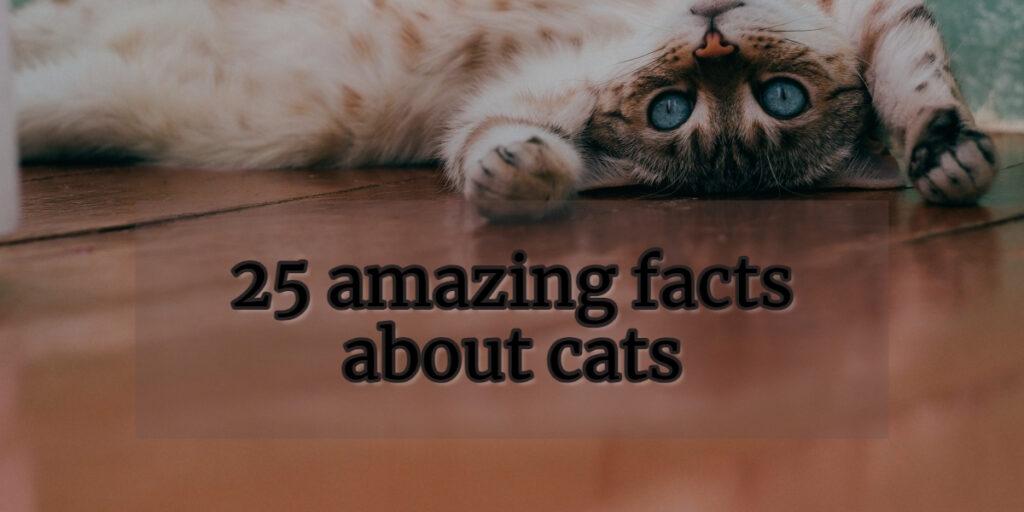 25 amazing facts about cats