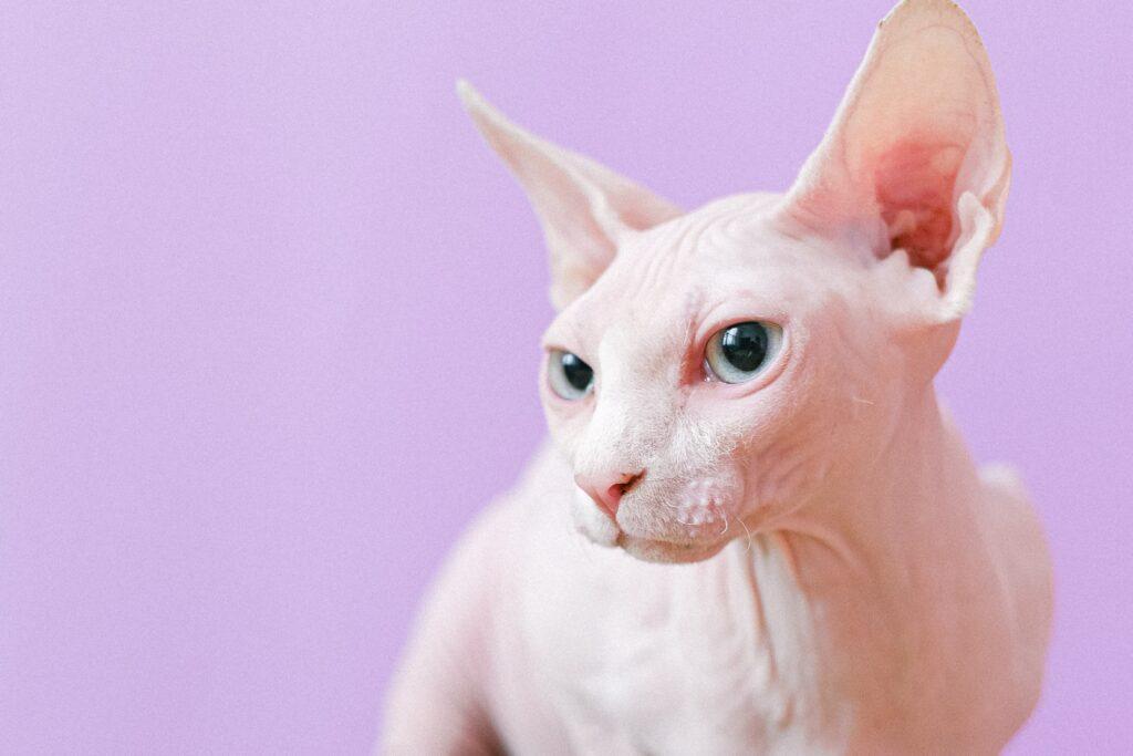 Sphynx cat breed origin