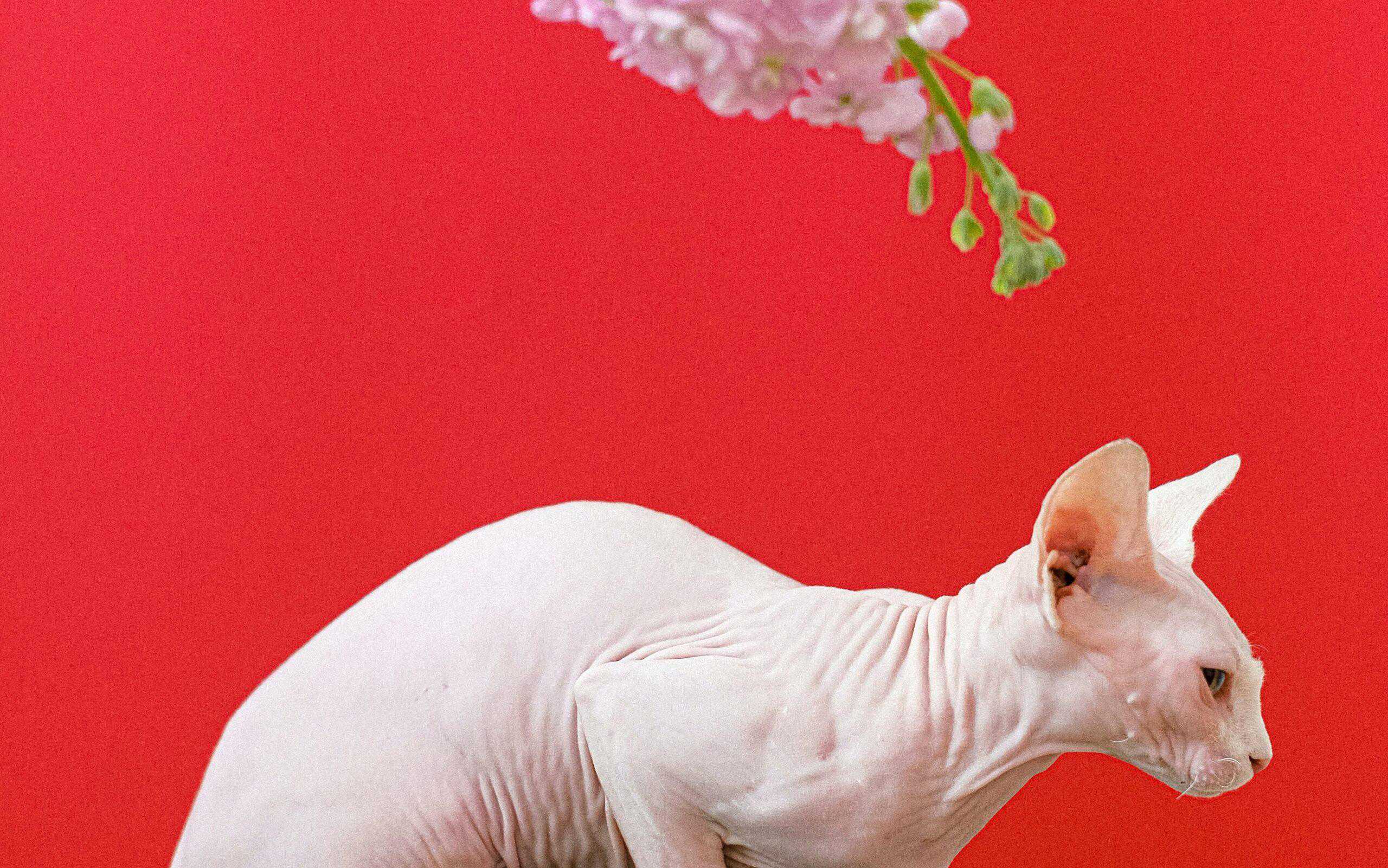 SPHYNX CAT  BREED HAS NO HAIRS