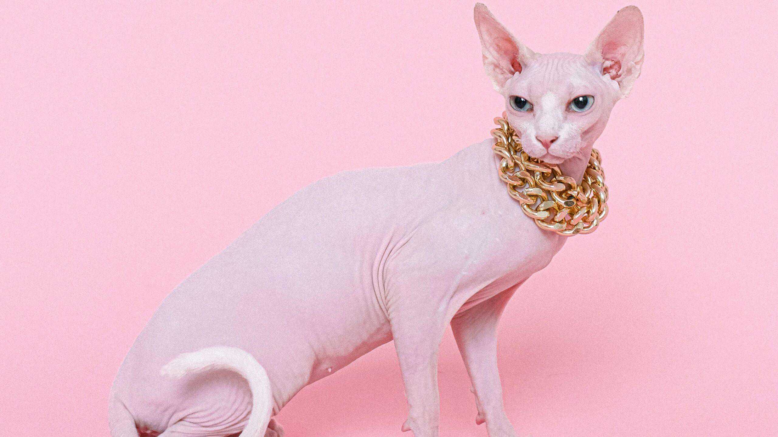 Sphynx cat personality
Sphynx cat grooming
SPHYNX CAT FEATURES