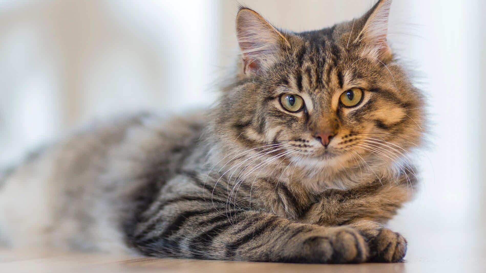 7 reasons why you should adopt the senior cat