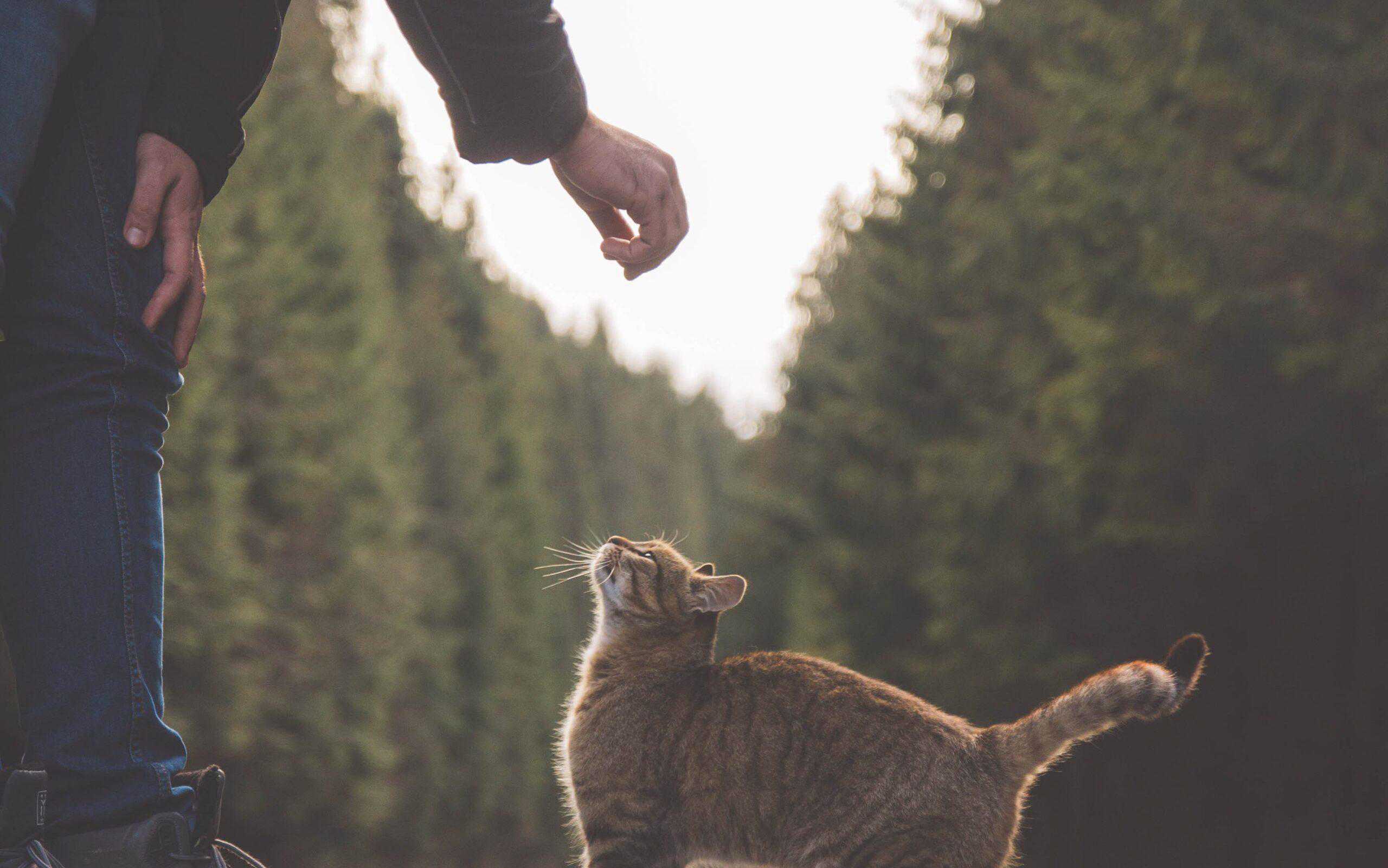 senior cat behavior with humans is good