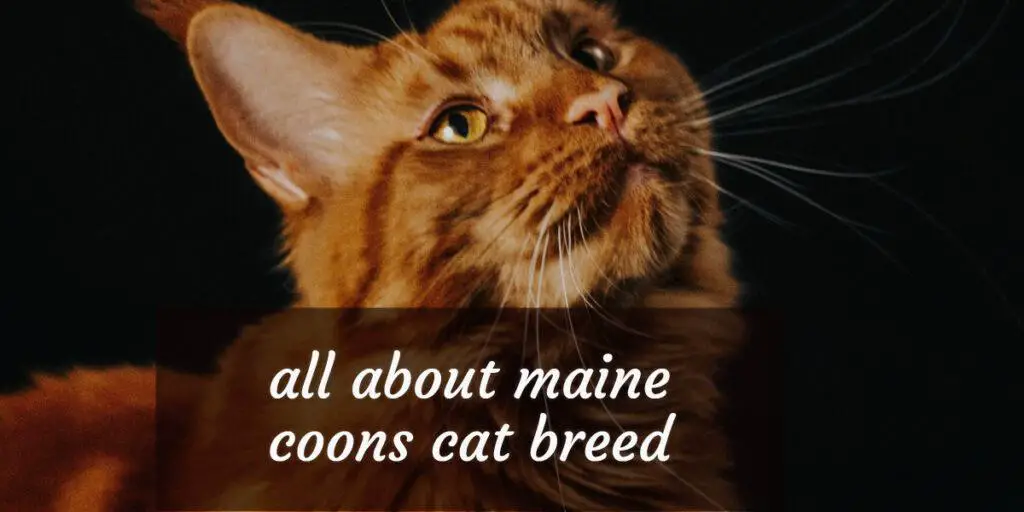 information about maine coon cats