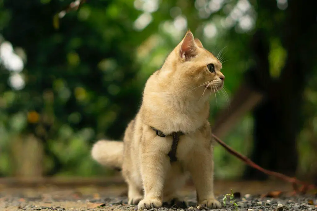 how to train your cat to walk on leash?