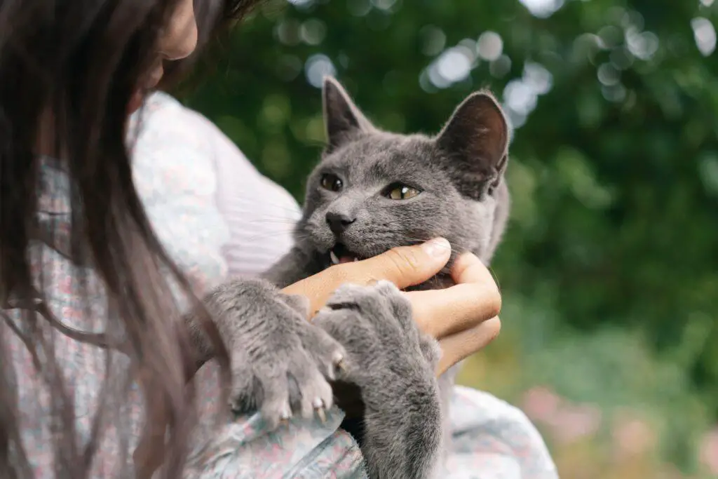 MAINTAIN POSITIVE BODY LANGUAGE TO MAKE A LAP CAT