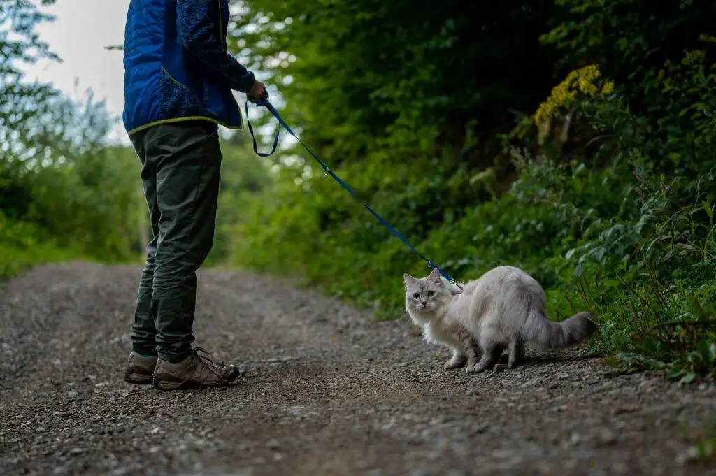 walking outside with cat leash is good step to train her