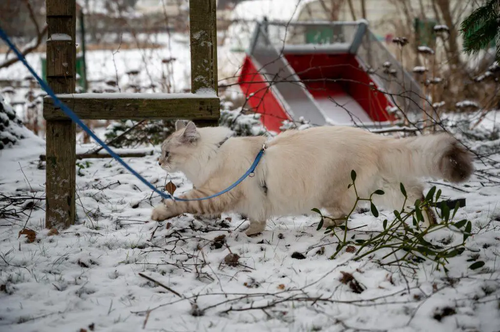 steps to train your cat to walk on leash