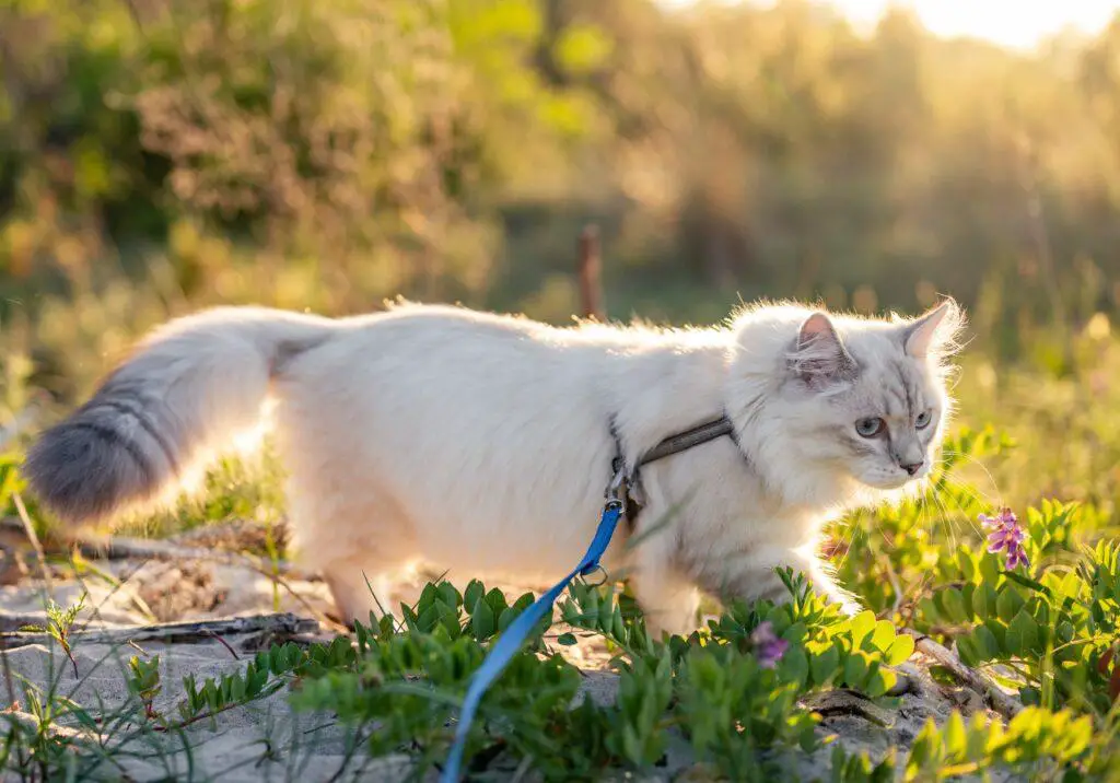 train your cat to walk on leash