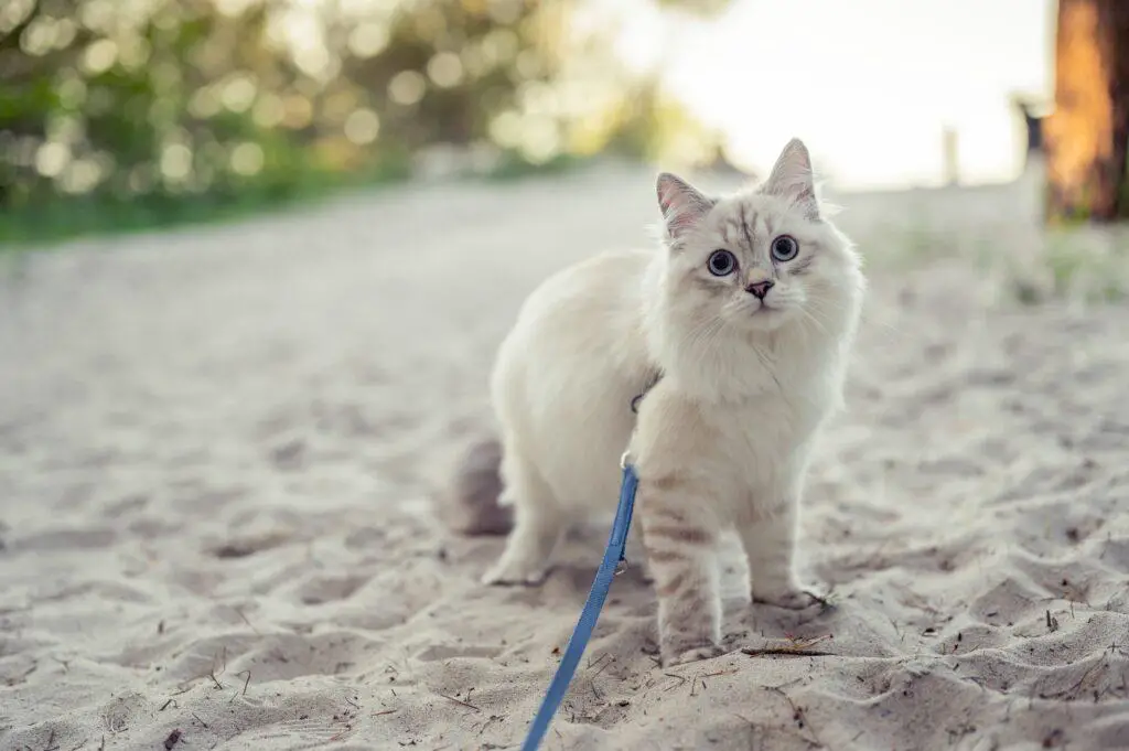 in which age you should train your cat to walk on leash