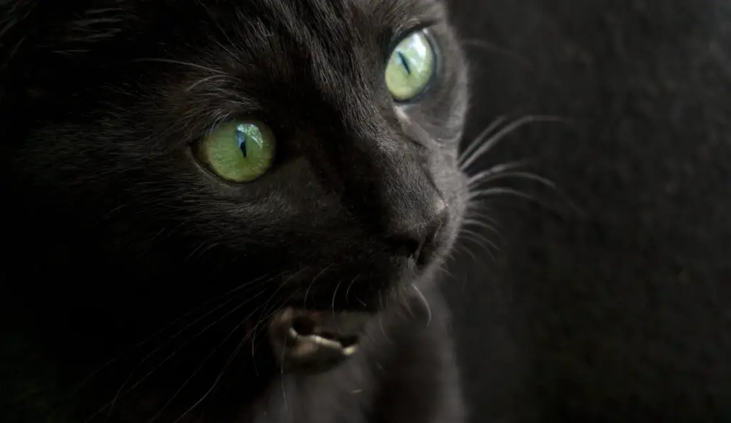 List of Black Cat Breeds with Green Eyes: 6 Stunning Feline Varieties