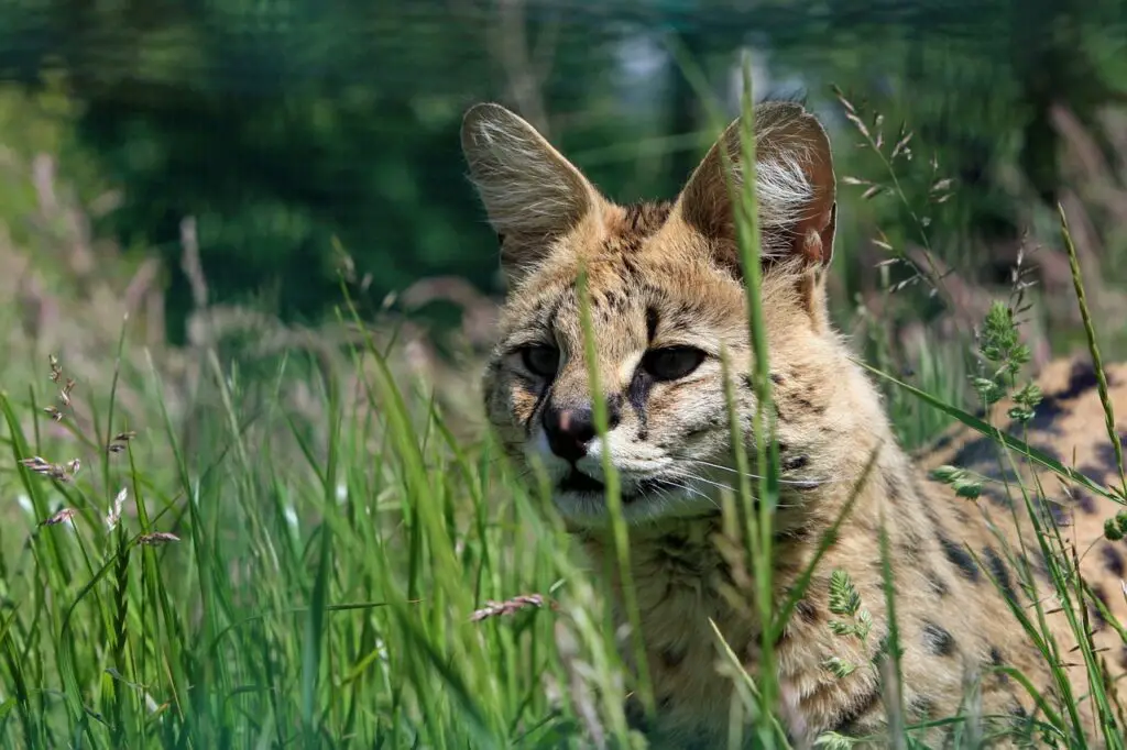 can a serval at kills a human?