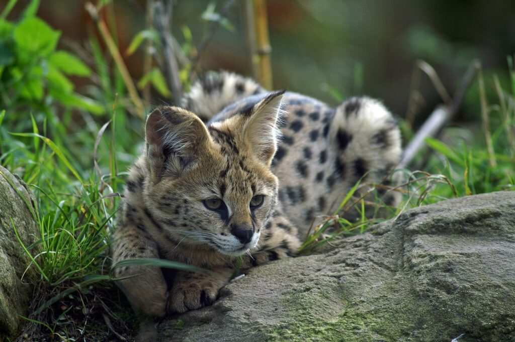 Can a serval cat kill human?