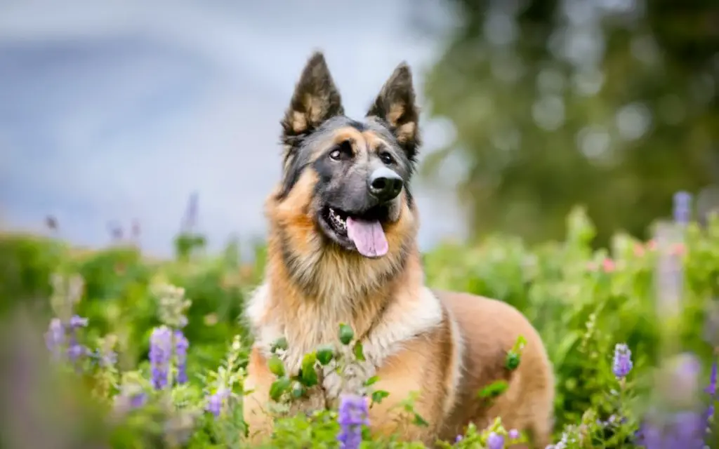 dogs similar to german shepherd