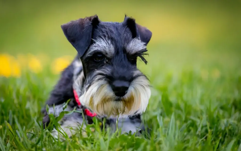 black mini schnauzer 