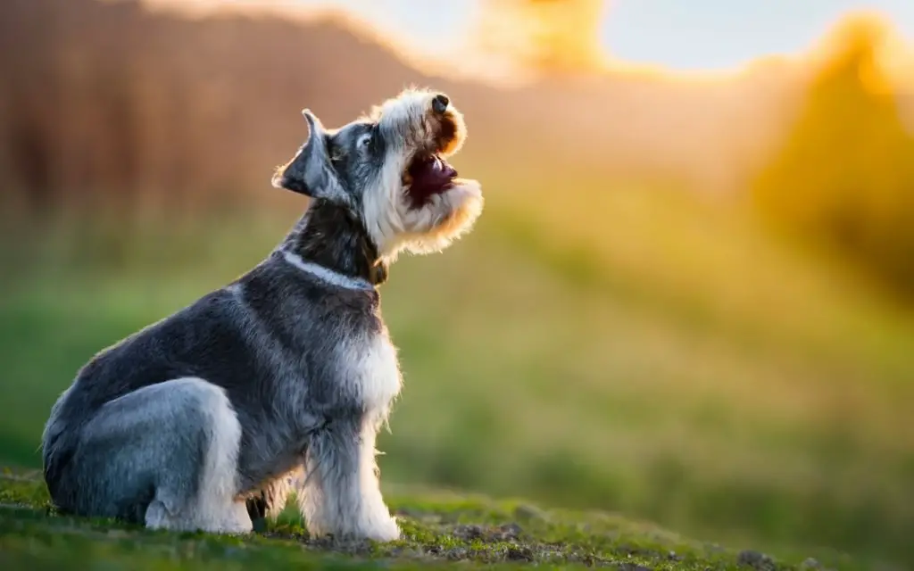 do schnauzers bark a lot Schnauzers Dogs