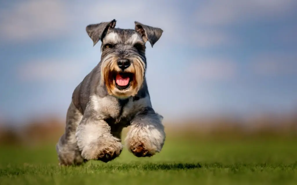 why Are Schnauzers the worst dogs